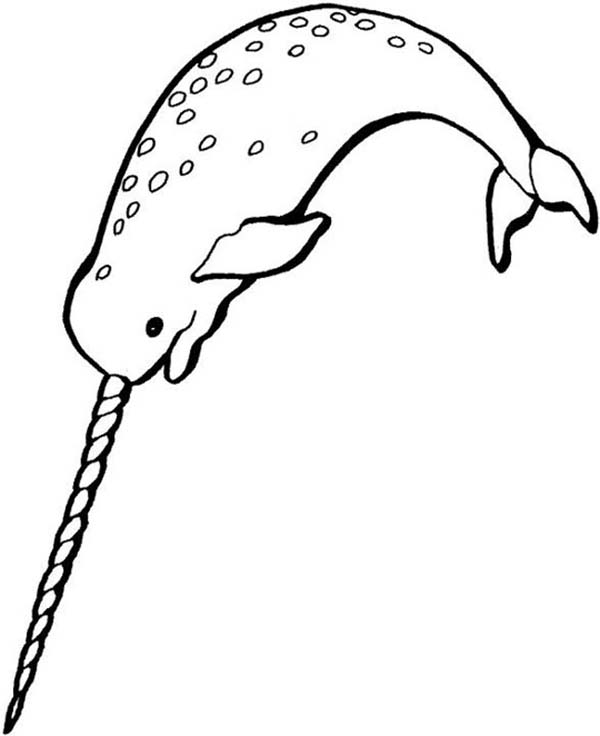 Narwhal Animal with Largest Canine Coloring Page