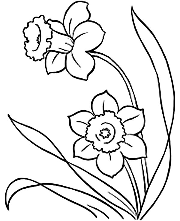 Picture of Daffodil Flower Coloring Page