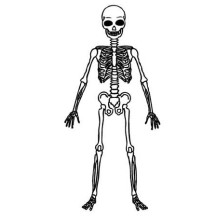 Picture of Human Skeleton Coloring Page