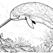 Picture of Narwhal Coloring Page