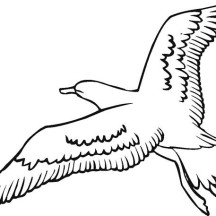 Seagull Image Coloring Page