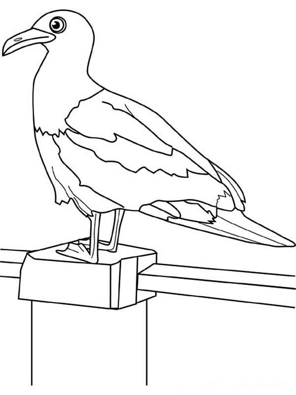 Seagull on the Fence Coloring Page