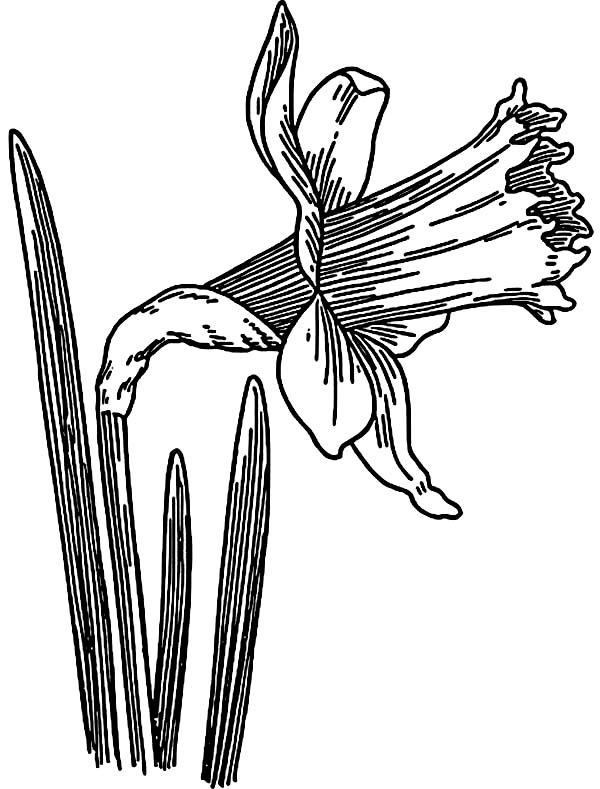 Skecth of Daffodil Coloring Page