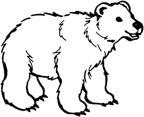 B is for Bear Coloring Page
