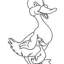Baby Duck Hiding Under Her Mothers Arm Coloring Page
