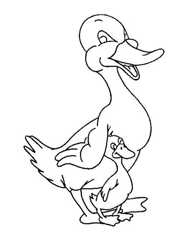 Baby Duck Hiding Under Her Mothers Arm Coloring Page
