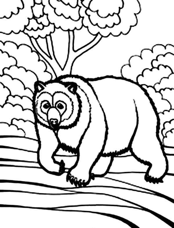 Bear Coloring Page for Kids