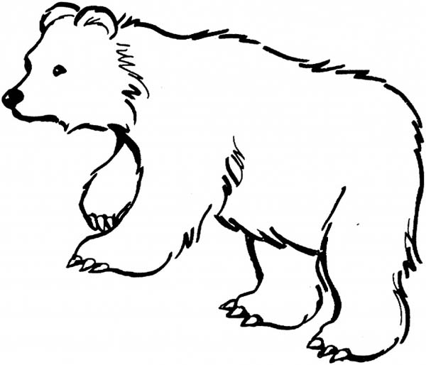 Black Bear is Hungry Coloring Page