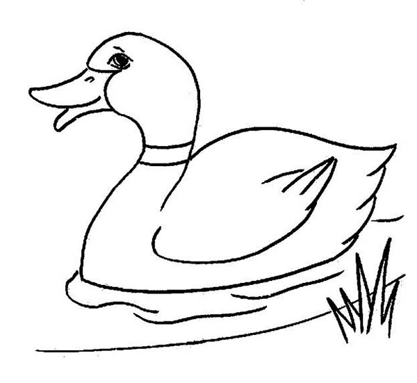 Duck Picture Coloring Page