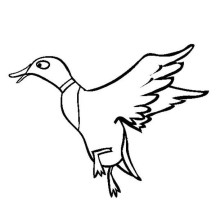 Flying Duck Coloring Page
