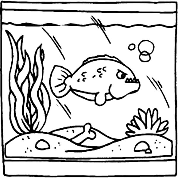 Predator Fish in Fish Tank Coloring Page