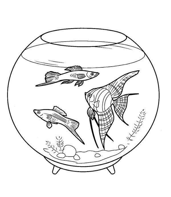 Pretty Fish Tank Coloring Page NetArt