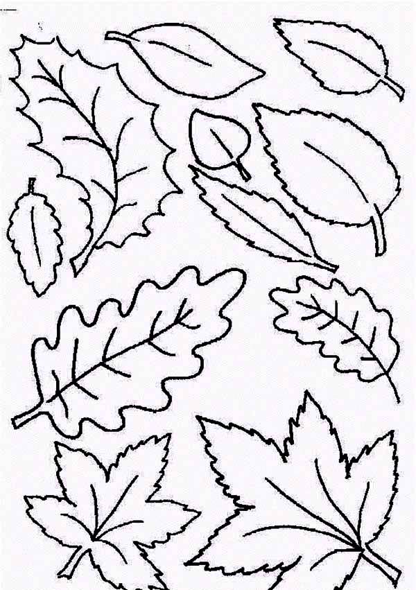 Type of Autumn Leaf Coloring Page