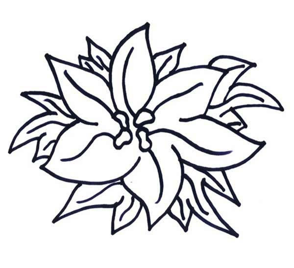 New Years Poinsettia for National Poinsettia Day Coloring Page