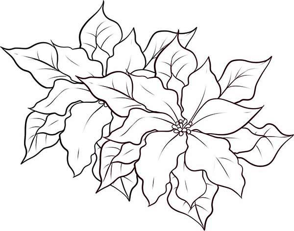 Nice Poinsettia Decoration for National Poinsettia Day Coloring Page