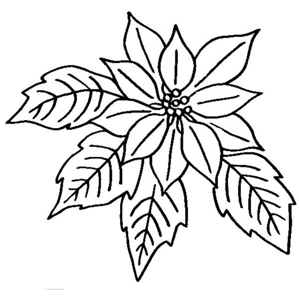 Poinsettia in Bloom for National Poinsettia Day Coloring Page