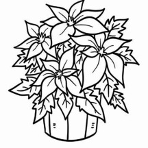 Poinsettia in a Bucket for National Poinsettia Day Coloring Page