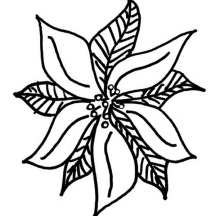 Rough Drawing of Poinsettia for National Poinsettia Day Coloring Page