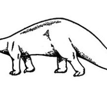 Amazing Animal Diplodocus Coloring Pages
