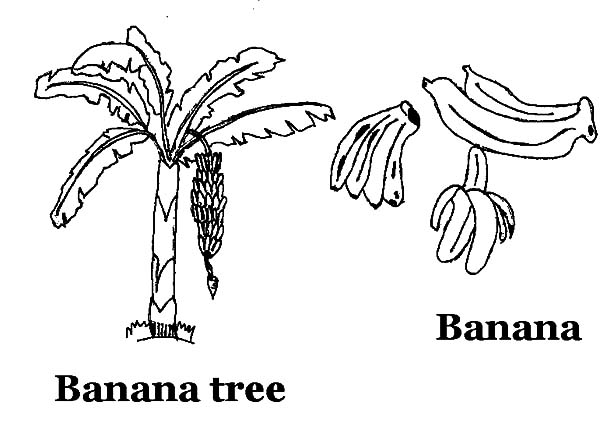 Banana Tree and Banana Bunch Coloring Pages