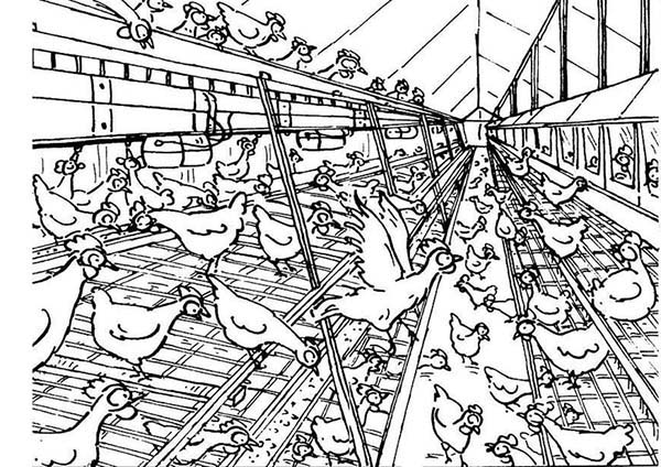 Big Chicken Coop Coloring Pages