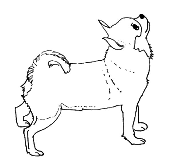 Chihuahua Dog Looking Upside Coloring Pages