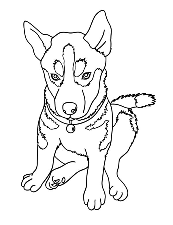 Chihuahua Dog Picture Coloring Pages