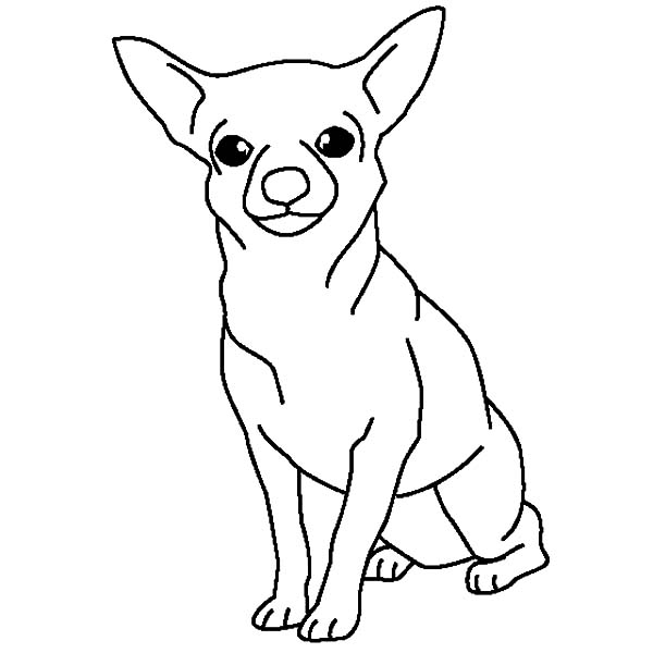 Chihuahua Dog Posing Coloring Pages