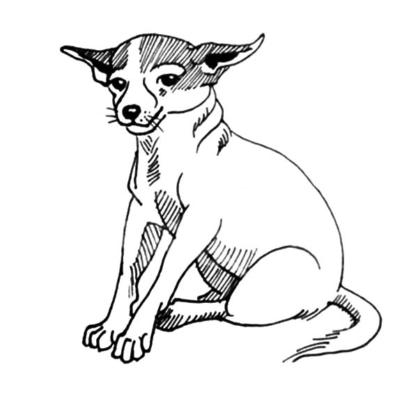 Chihuahua Dog Sitting Calmly Coloring Pages