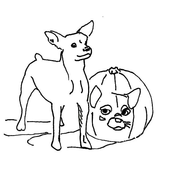 Chihuahua Dog and Pumpkins Coloring Pages