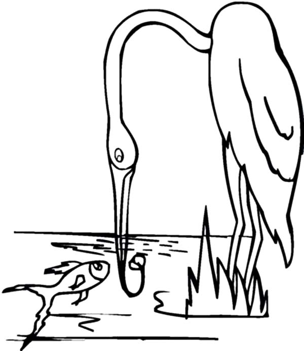 Crane Bird Fishing Coloring Pages