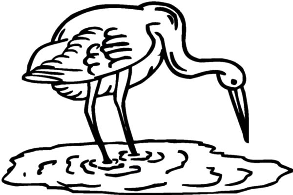Crane Bird Hunting for Fish Coloring Pages