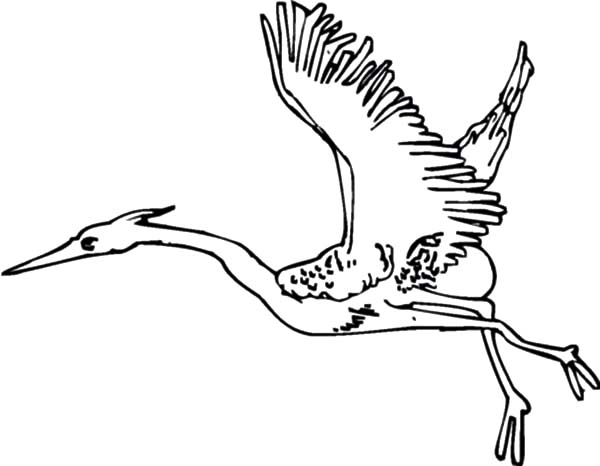 Crane Bird Migration Coloring Pages