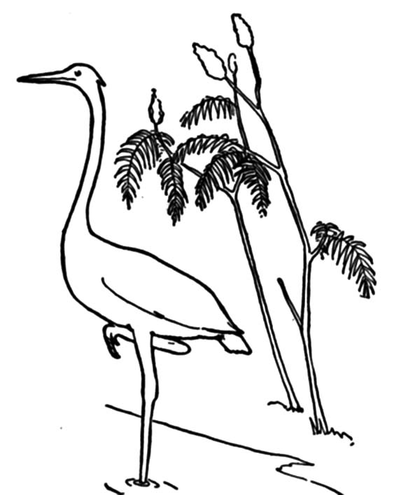 Crane Bird and Water Plant Coloring Pages