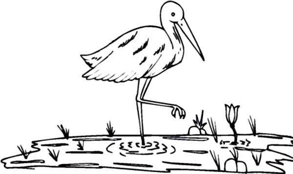 Crane Bird on Paddy Field Coloring Pages