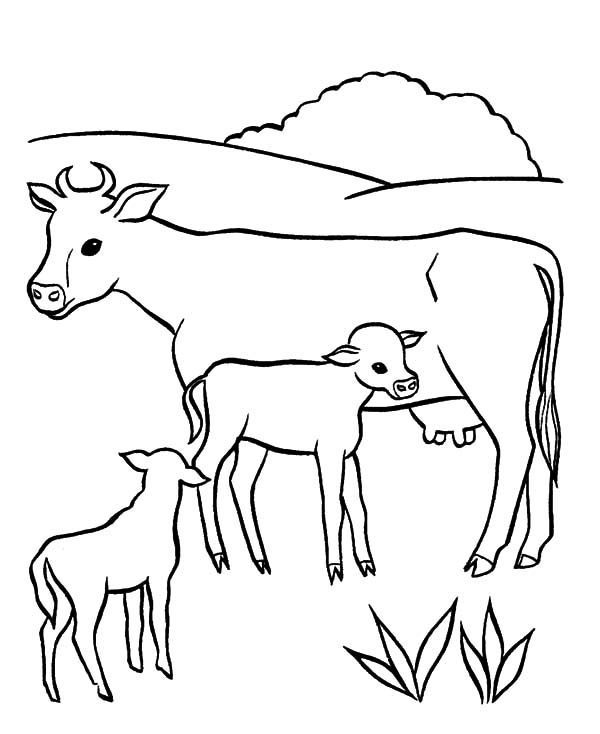 Dairy Cow Milking Her Babies Coloring Pages