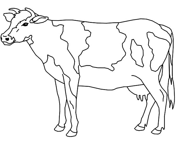 Dairy Cow Ready to be Milk Coloring Pages