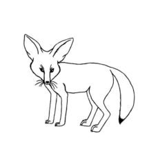 Desert Fox Outline Coloring Pages