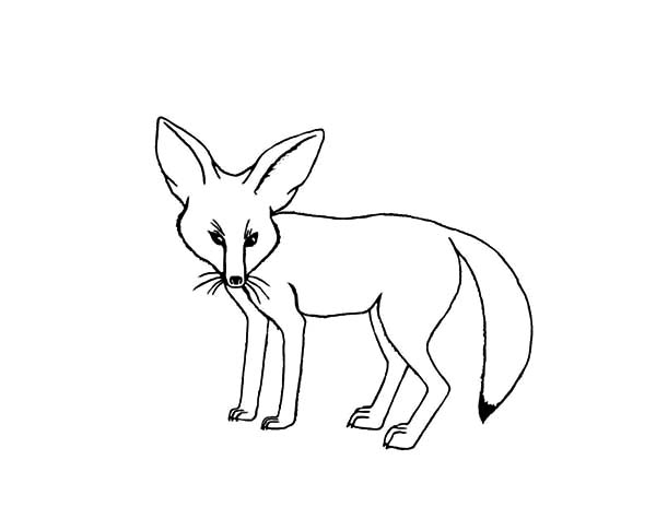 Desert Fox Outline Coloring Pages