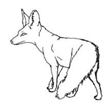 Desert Fox Watching His Prey Coloring Pages
