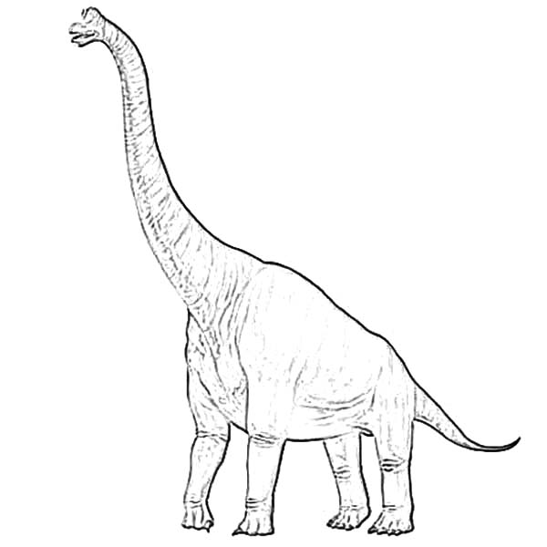 Diplodocus Standing Tall Coloring Pages