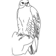 Drawing Falcon Bird Coloring Pages