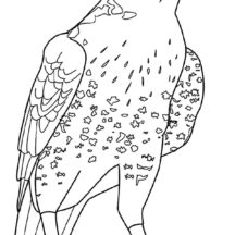 Falcon Bird Coloring Pages for Kids