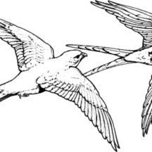 Falcon Bird Couple Mating Coloring Pages