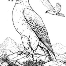 Falcon Bird Natural Habitat Coloring Pages