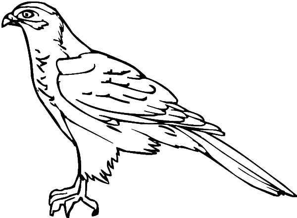 Falcon Bird Outline Coloring Pages
