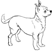How to Draw Chihuahua Dog Coloring Pages