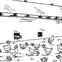 Large Chicken Coop for Farming Coloring Pages