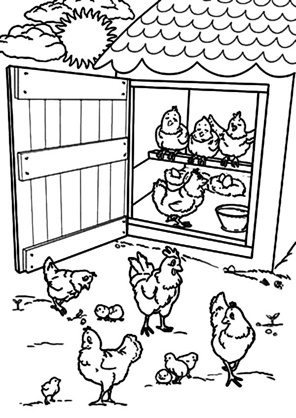 Open Chicken Coop Door Coloring Pages