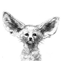 Pencil Sketch Desert Fox Coloring Pages